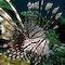 Lionfish